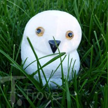 Snowy owl in Grass