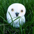 Snowy owl in Grass