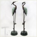 Wetland Herons Pair